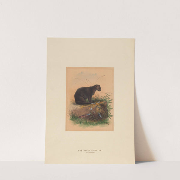 The Yaguarundi Cat by Joseph Wolf