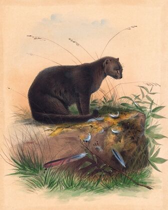 The Yaguarundi Cat