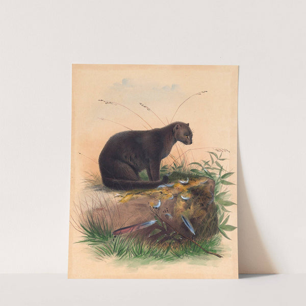 The Yaguarundi Cat by Joseph Wolf