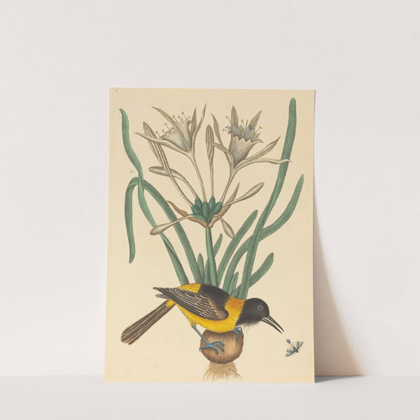 The Yellow and Black Pye (Oriolus Icterus) by Mark Catesby