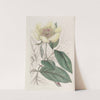 The Yellow Paeony by Sydenham Edwards