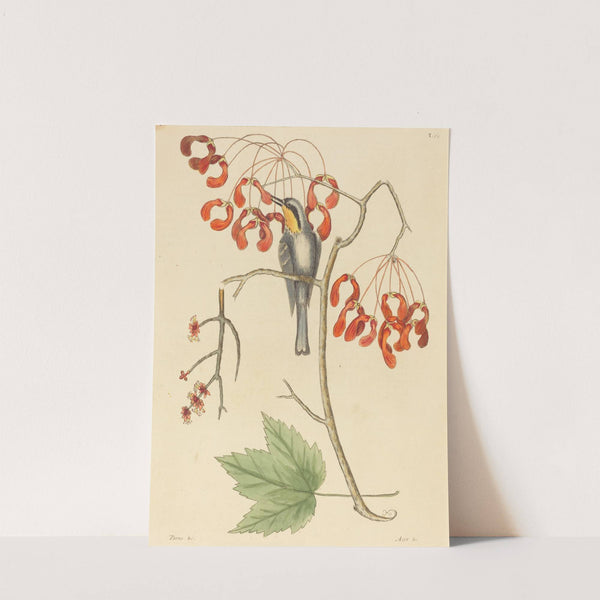 The Yellow Throated Creeper by Mark Catesby