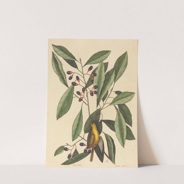 The Yellow Titmouse by Mark Catesby