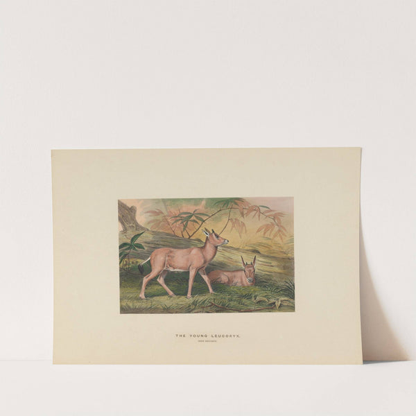 The Young Leucoryx by Joseph Wolf