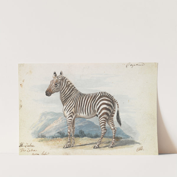 The Zebra (1837) by Charles Hamilton Smith