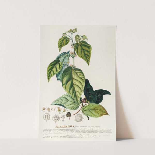 Theabroma by Georg Dionysius Ehret