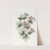 Thick-flowered Slender-tube by Sydenham Edwards