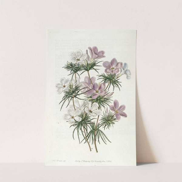 Thick-flowered Slender-tube by Sydenham Edwards