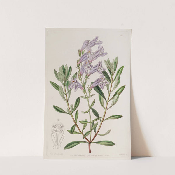 Thick-leaved Pentstemon by Sydenham Edwards