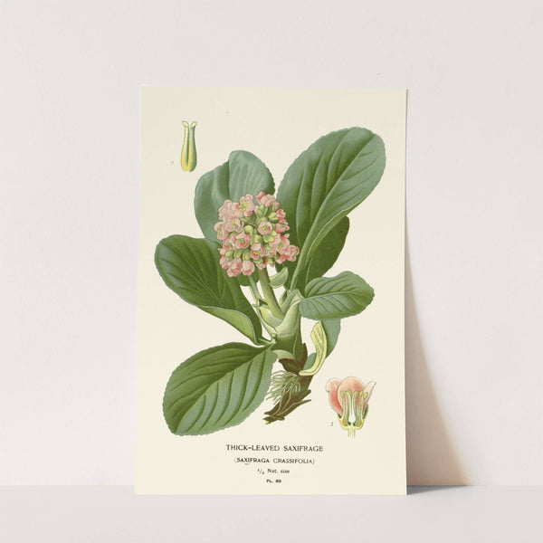 Thick-leaved Saxifrage (1896-1897) by Edward Step