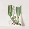 Thick-ribbed Philodendron by Sydenham Edwards