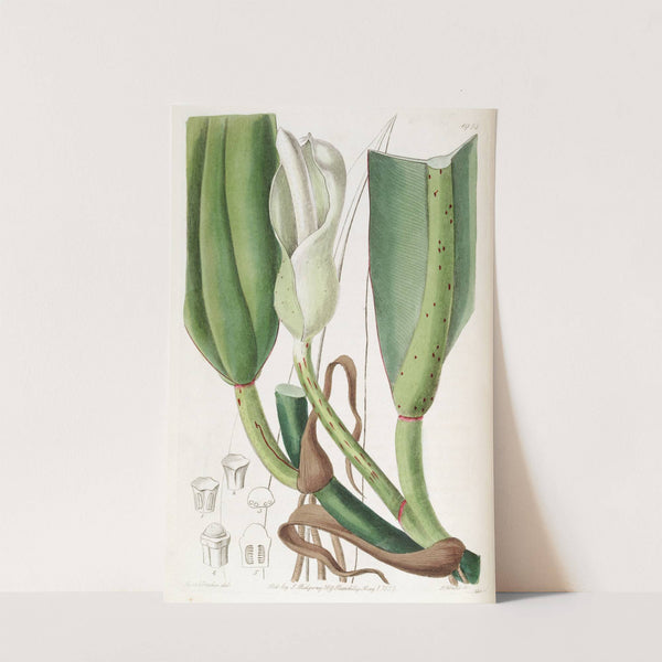 Thick-ribbed Philodendron by Sydenham Edwards