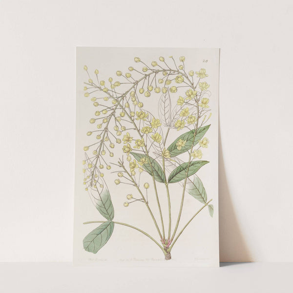 Thin Ash-leaved Berberry by Sydenham Edwards