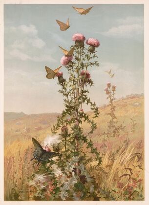 Thistle (1886)