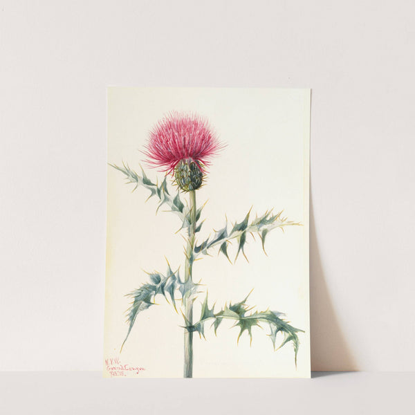 Thistle (Cirsium arizonica) (1938) by Mary Vaux Walcott