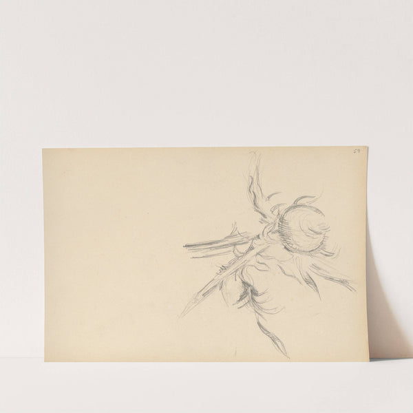 Thistle (1893-1896) by Paul Cézanne