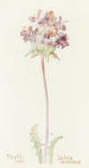 Thistle Sage (1915)