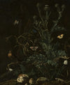 Thistles, butterflies and a lizard