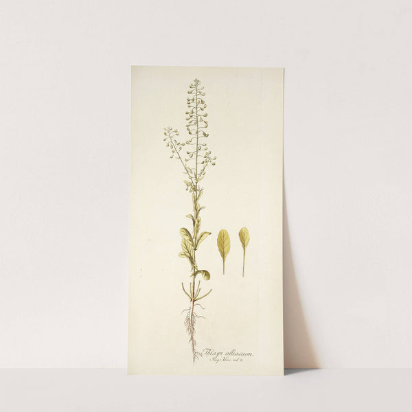 Thlaspi alliaceum (1781-1793) by Nikolaus Joseph Freiherr von Jacquin