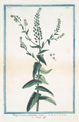 Thlaspi arvense, perfoliatum- maius – Tlaspi offic. (Field pennycress, Stink weed)