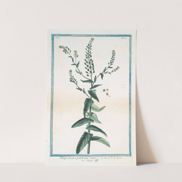 Thlaspi arvense, perfoliatum- maius - Tlaspi offic. (Field pennycress, Stink weed) by Giorgio Bonelli