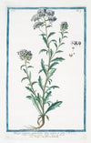 Thlaspi creticum, quibusdam flore rubente, et albo – Thlaspi con fiori a ombrella.(Pennycress from Crete)