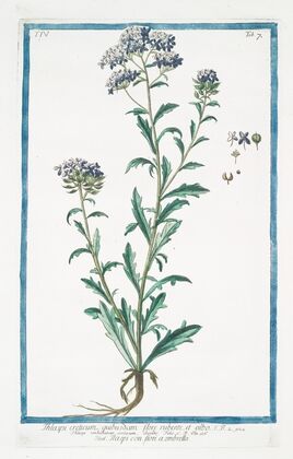 Thlaspi creticum, quibusdam flore rubente, et albo – Thlaspi con fiori a ombrella.(Pennycress from Crete)