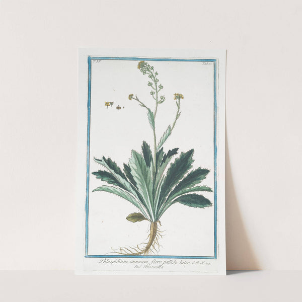 Thlaspidium annuum, flore pallide luteo - Biscutella. (Buckler mustard) by Giorgio Bonelli