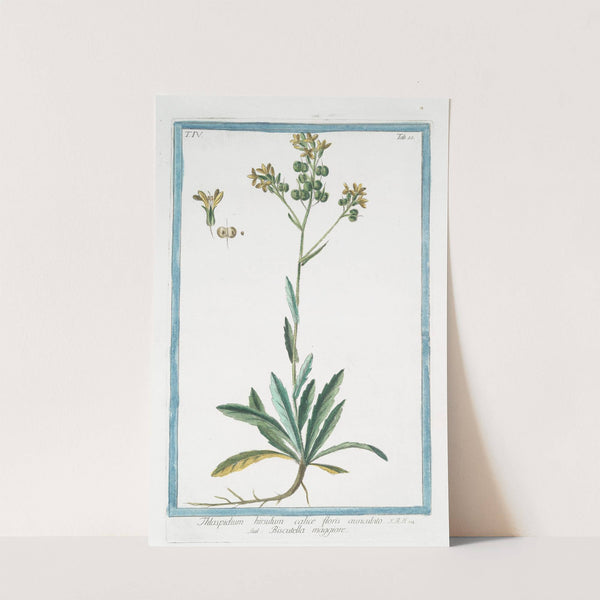 Thlaspidium hirsutum calice floris auriculato -Biscutella maggiore. (Hairy pennycress) (1772-1793) by Giorgio Bonelli