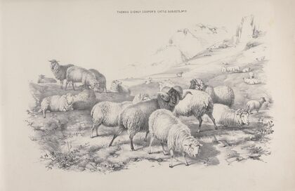 Thomas Sydney Cooper’s cattle subjects Pl.17