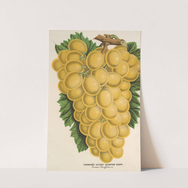 Thomson’s Golden Champion Grape (1854-1896) by Charles Antoine Lemaire