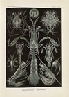 Thoracostraca. – Panzerkrebse