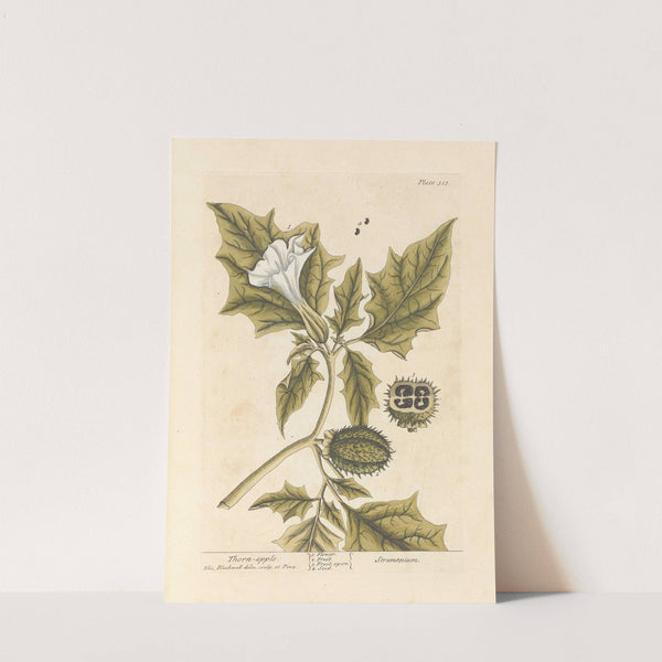 Thorn apple by Elizabeth Blackwell