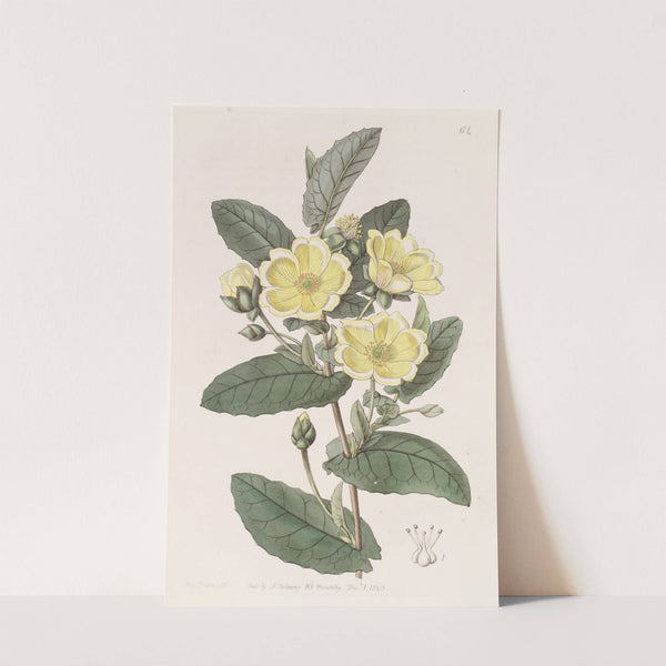 Thorough-wax Hibbertia by Sydenham Edwards