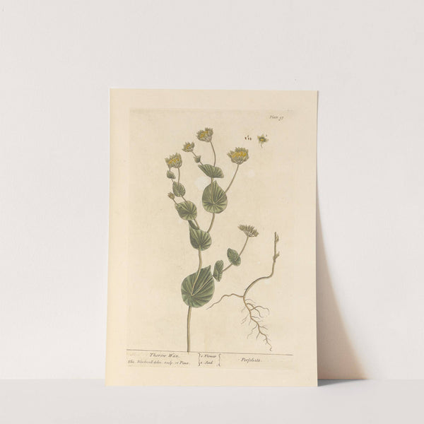 Thorow wax by Elizabeth Blackwell