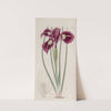 Though-threaded iris by Sydenham Edwards