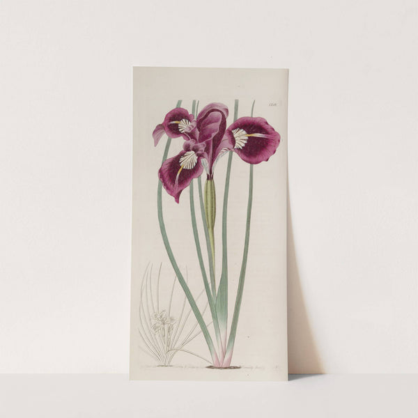 Though-threaded iris by Sydenham Edwards
