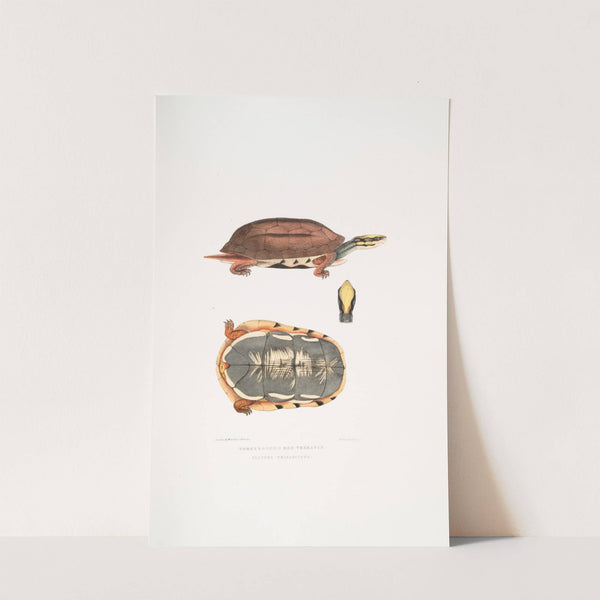 Three Banded Box Terrapin, Cistuda trifasciata. by John Edward Gray