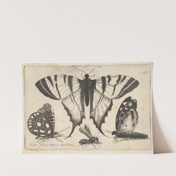 Three Butterflies and a Wasp (1646) by Wenceslaus Hollar