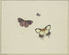 Three butterflies