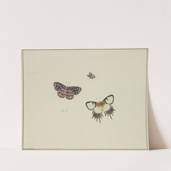 Three butterflies by Herman Henstenburgh