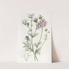 Three-coloured Gilia by Sydenham Edwards