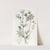 Three-coloured Gilia by Sydenham Edwards