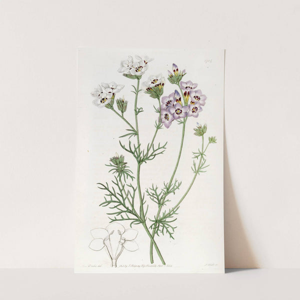 Three-coloured Gilia by Sydenham Edwards