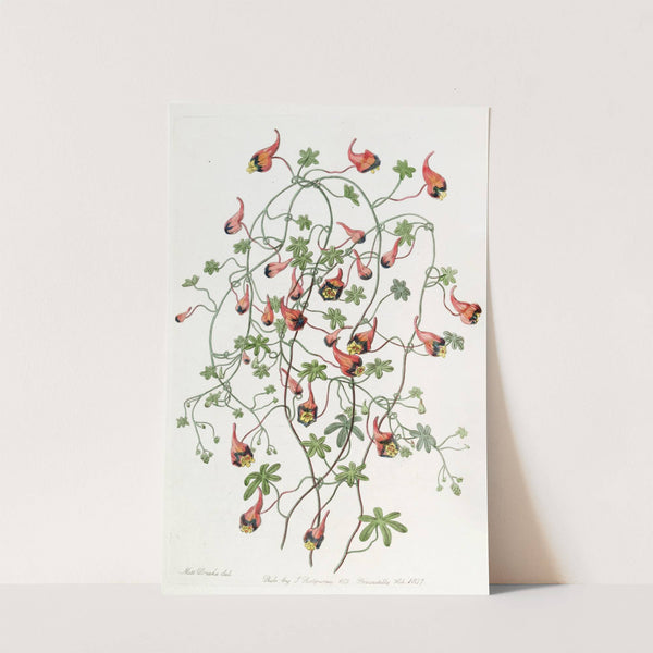 Three-coloured Tropaeolum by Sydenham Edwards