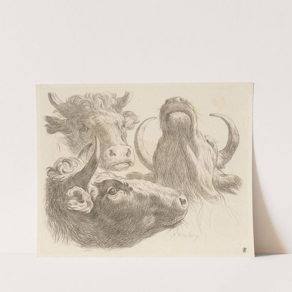 Three cow heads (1793) by Martin Ferdinand Quadal