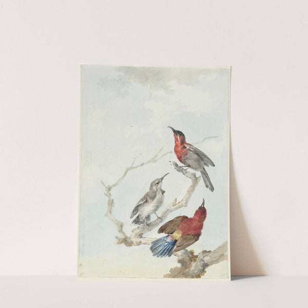 Three Crimson Sunbirds (1780) by Aert Schouman