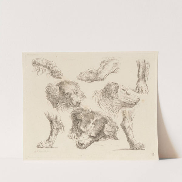 Three dog heads and paws (1793) by Martin Ferdinand Quadal