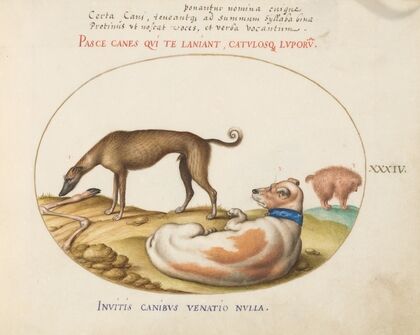 Three Dogs, Including a ‘Mimick’ (1575-1590)