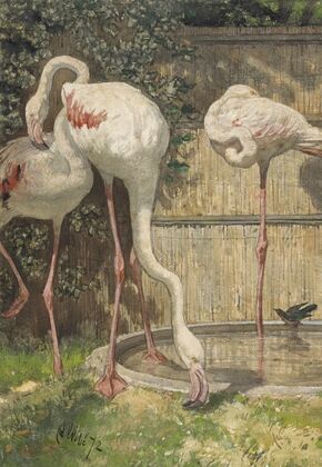 Three Flamingos near a Basin